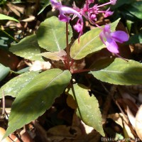 Impatiens arnottii Thwaites